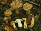 Habitus