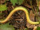 Habitus