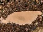 Habitus