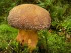 Habitus