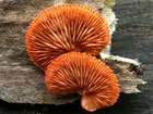 Habitus