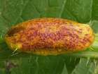 Habitus