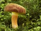 Habitus