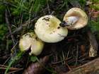 Habitus