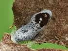 Habitus