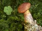 Habitus