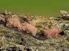 Habitus