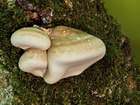Habitus