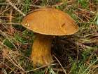 Habitus