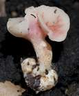 Habitus