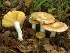 Habitus