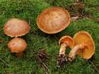 Habitus