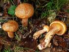 Habitus