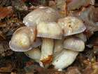 Habitus