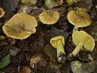 Habitus